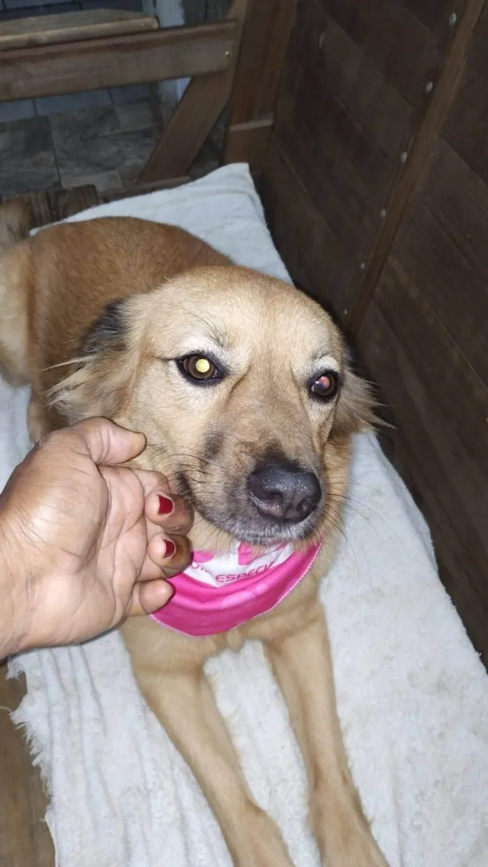 Cachorro ra a SRD-ViraLata idade 1 ano nome Mailla