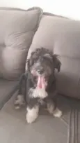 Ziggy