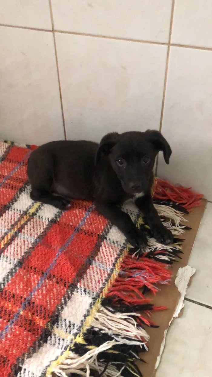 Cachorro ra a Srd idade 2 a 6 meses nome Bento