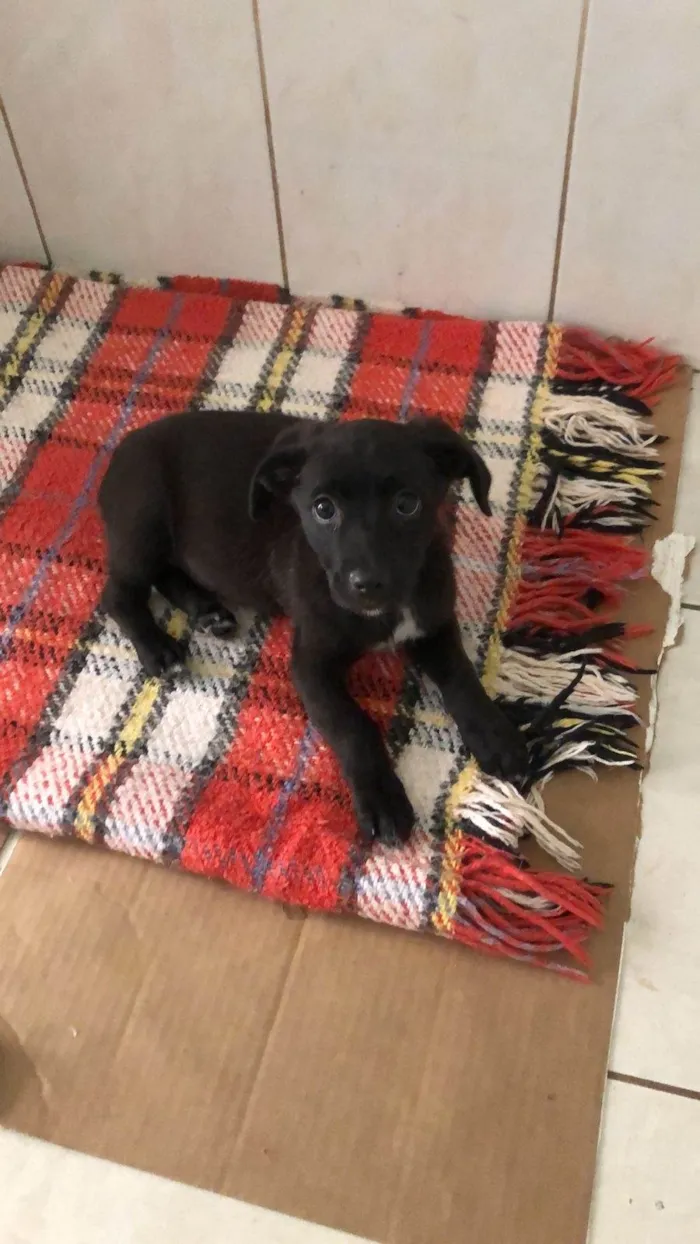 Cachorro ra a Srd idade 2 a 6 meses nome Bento