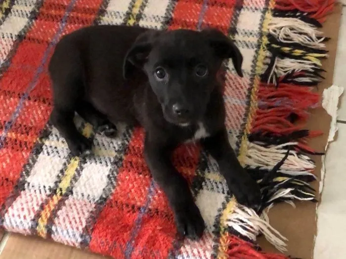 Cachorro ra a Srd idade 2 a 6 meses nome Bento