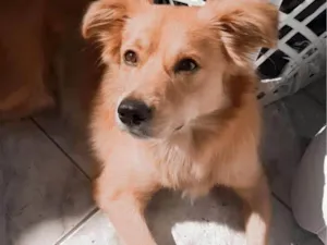 Cachorro raça SRD-ViraLata idade 1 ano nome Fred