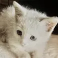 Léo 