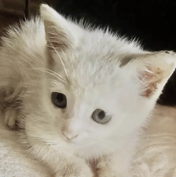 Gato ra a Mestico  idade 2 a 6 meses nome Léo 