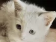Léo 