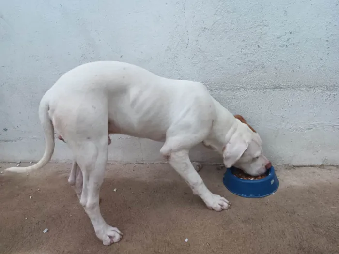 Cachorro ra a Pitibull  idade 2 a 6 meses nome Thor