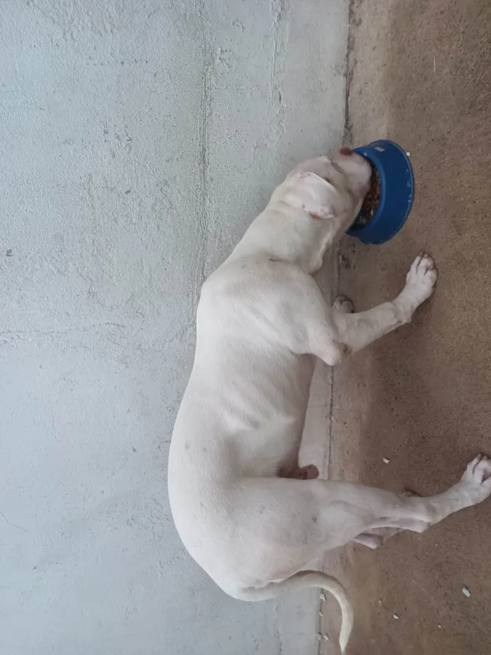 Cachorro ra a Pitibull  idade 2 a 6 meses nome Thor