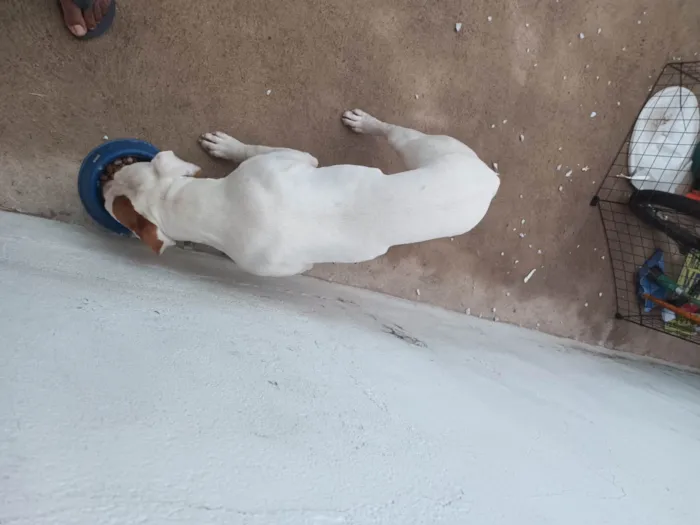 Cachorro ra a Pitibull  idade 2 a 6 meses nome Thor