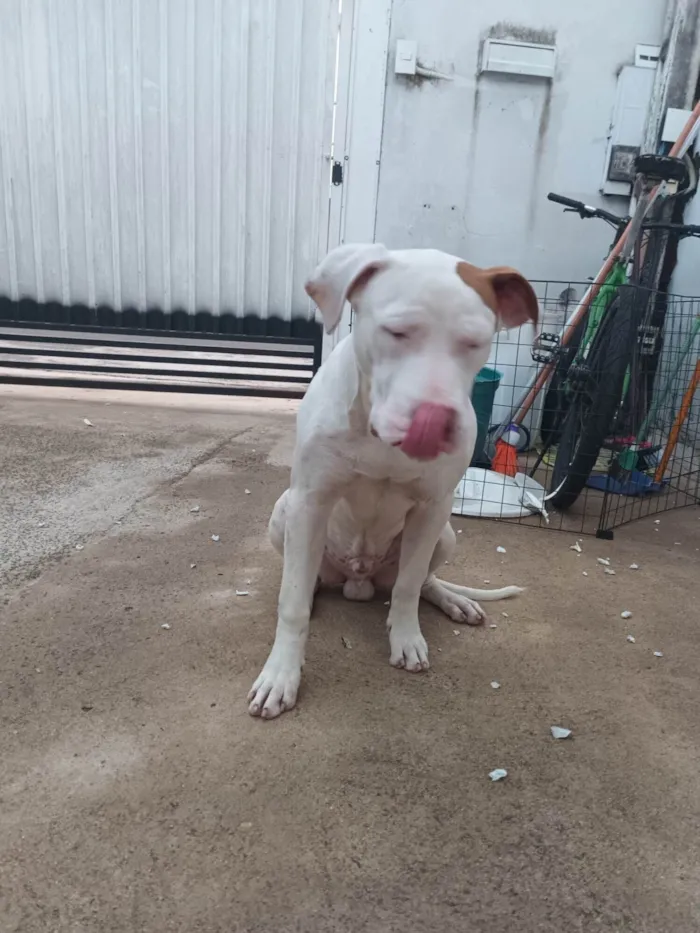 Cachorro ra a Pitibull  idade 2 a 6 meses nome Thor