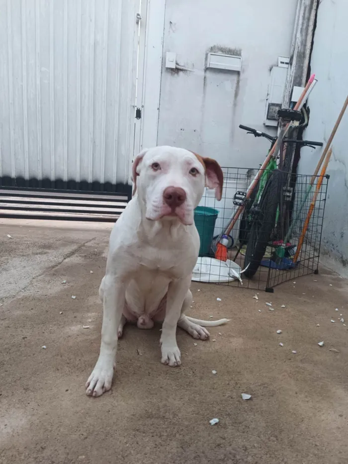 Cachorro ra a Pitibull  idade 2 a 6 meses nome Thor
