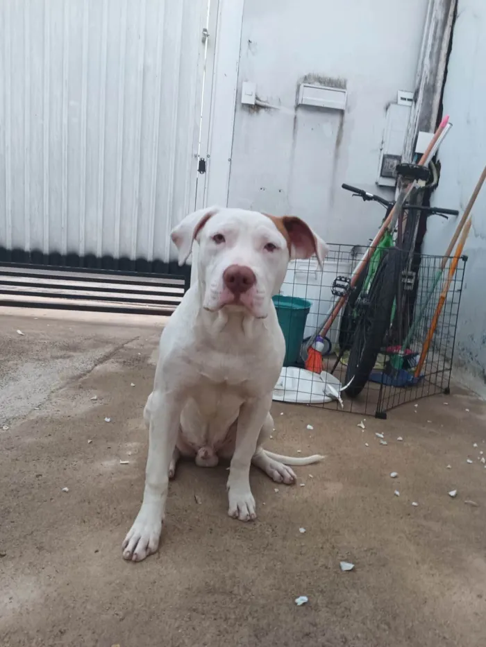 Cachorro ra a Pitibull  idade 2 a 6 meses nome Thor
