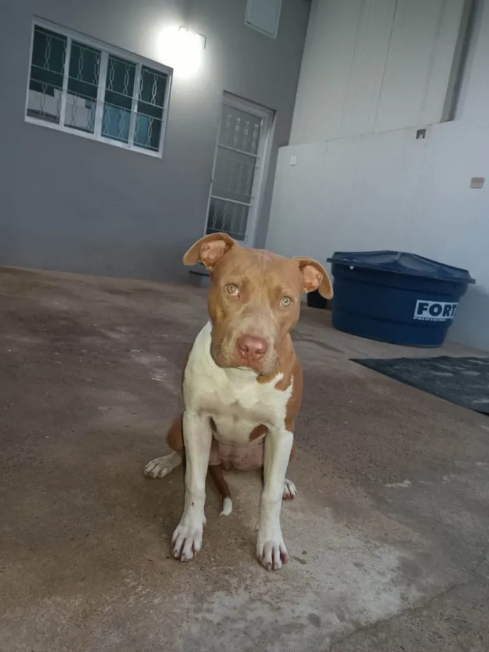 Cachorro ra a Pitibull idade 2 a 6 meses nome Mel