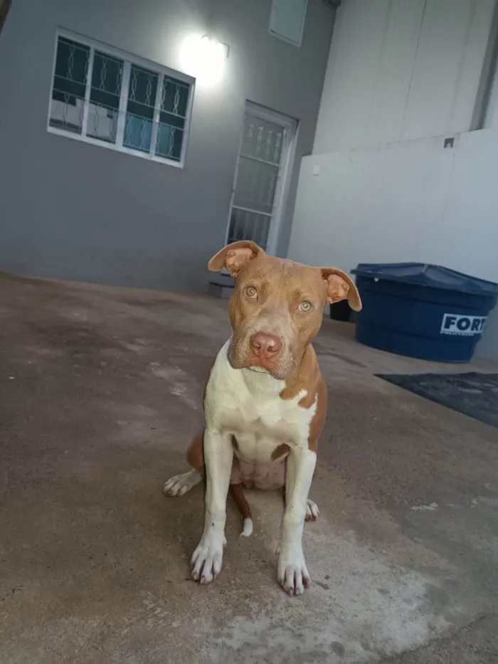 Cachorro ra a Pitibull idade 2 a 6 meses nome Mel