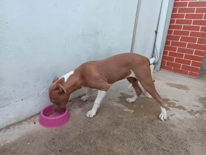 Cachorro ra a Pitibull idade 2 a 6 meses nome Mel