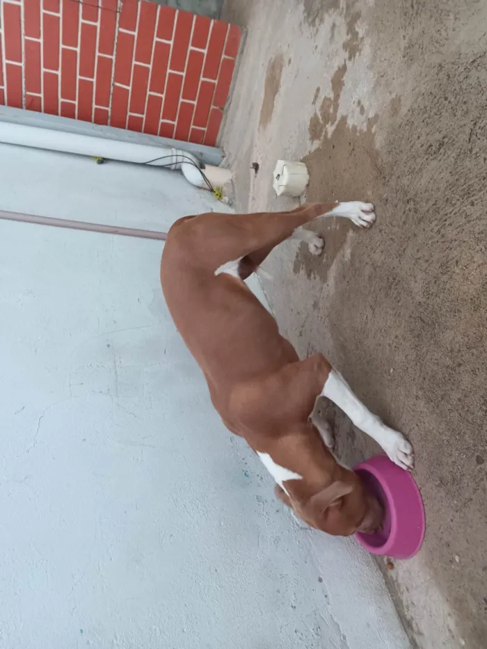 Cachorro ra a Pitibull idade 2 a 6 meses nome Mel