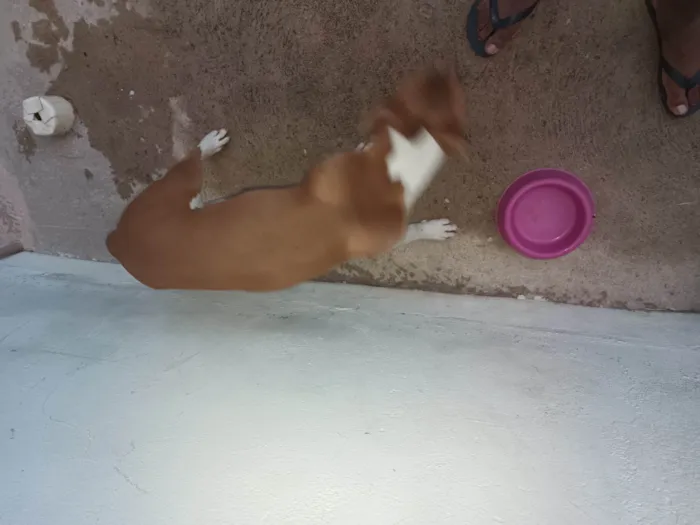Cachorro ra a Pitibull idade 2 a 6 meses nome Mel