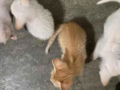 Gato raça SRD-ViraLata idade Abaixo de 2 meses nome Gato
