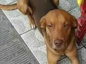 Cachorro raça SRD-ViraLata idade 1 ano nome Miguel 