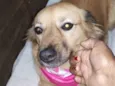 Mailla