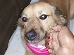 Cachorro raça SRD-ViraLata idade 1 ano nome Mailla