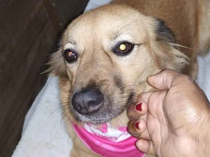 Cachorro ra a SRD-ViraLata idade 1 ano nome Mailla