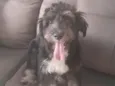 Ziggy