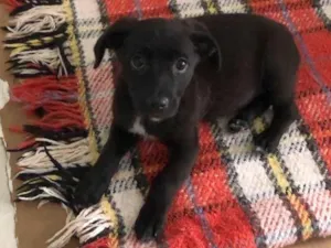 Cachorro raça Srd idade 2 a 6 meses nome Bento
