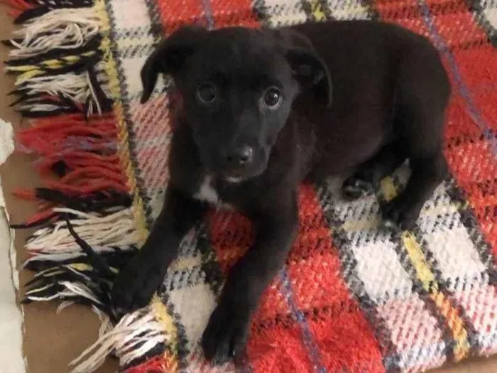 Cachorro ra a Srd idade 2 a 6 meses nome Bento