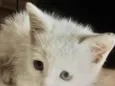 Léo 