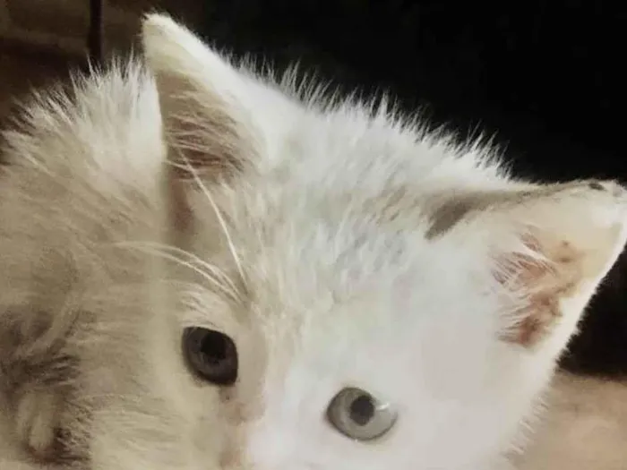 Gato ra a Mestico  idade 2 a 6 meses nome Léo 