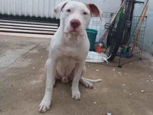 Cachorro raça Pitibull  idade 2 a 6 meses nome Thor