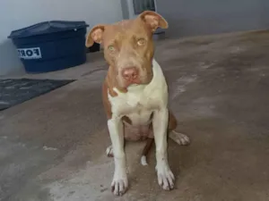 Cachorro raça Pitibull idade 2 a 6 meses nome Mel