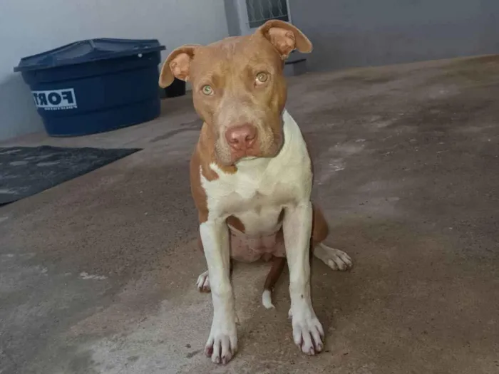 Cachorro ra a Pitibull idade 2 a 6 meses nome Mel