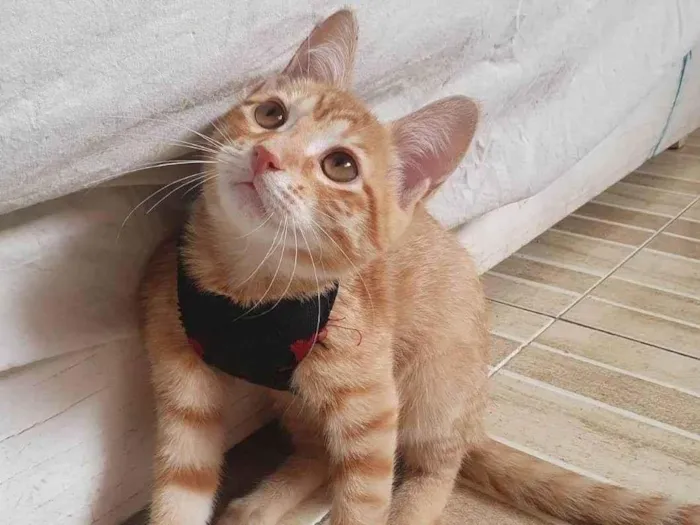 Gato ra a Srd idade 2 a 6 meses nome Max
