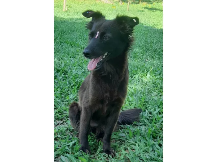 Cachorro ra a SRD-ViraLata idade 1 ano nome Amora