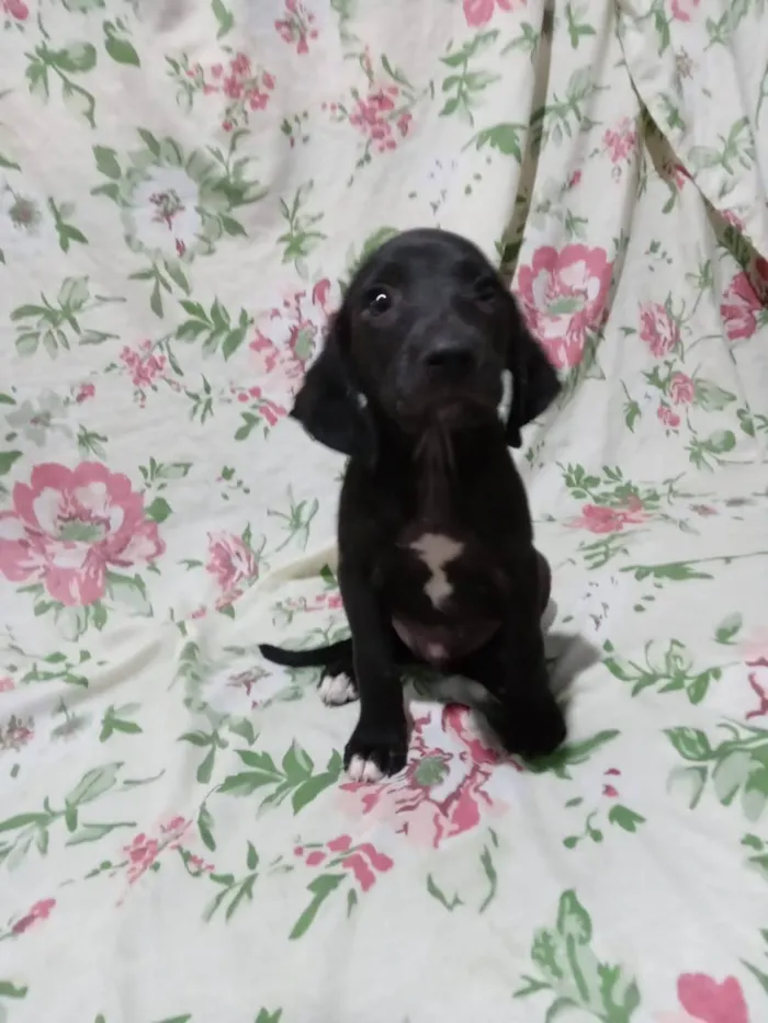 Cachorro ra a SRD-ViraLata idade 2 a 6 meses nome Tiquinhos