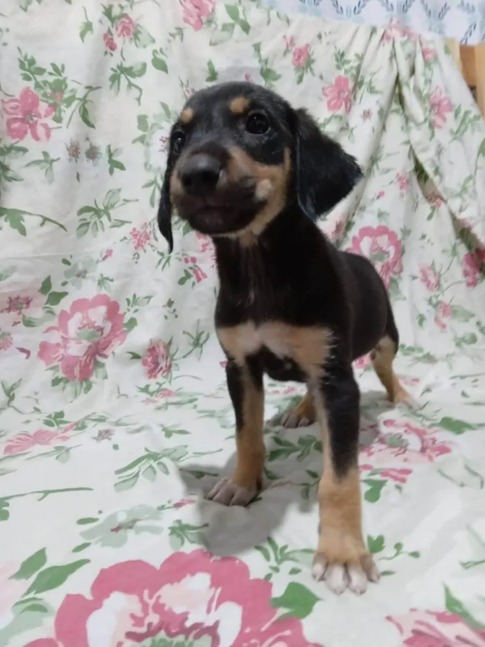 Cachorro ra a SRD-ViraLata idade 2 a 6 meses nome Tiquinhos