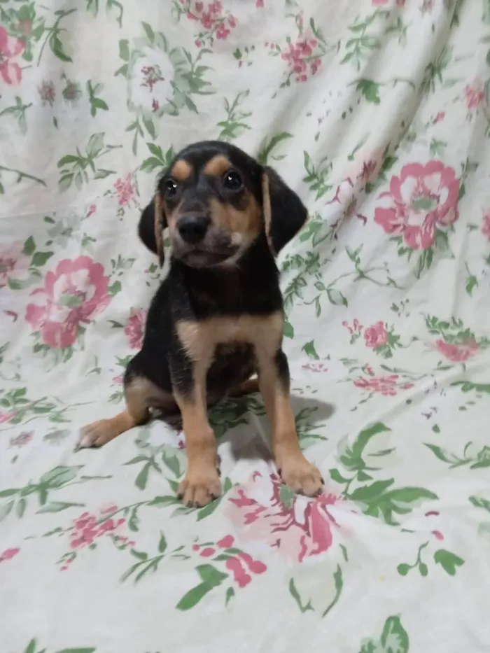 Cachorro ra a SRD-ViraLata idade 2 a 6 meses nome Tiquinhos