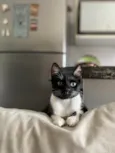 Mia