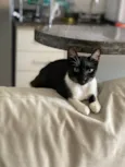 Mia