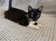 Mia