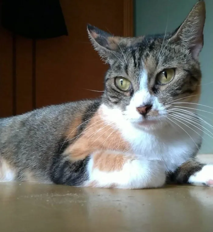 Gato ra a SRD-ViraLata idade 1 ano nome Tynna