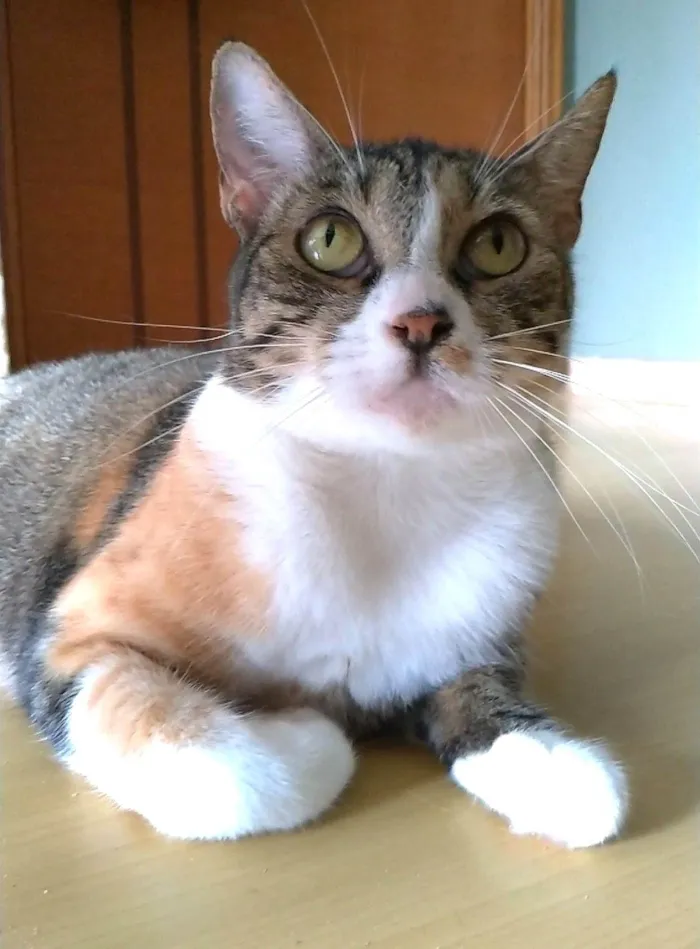 Gato ra a SRD-ViraLata idade 1 ano nome Tynna