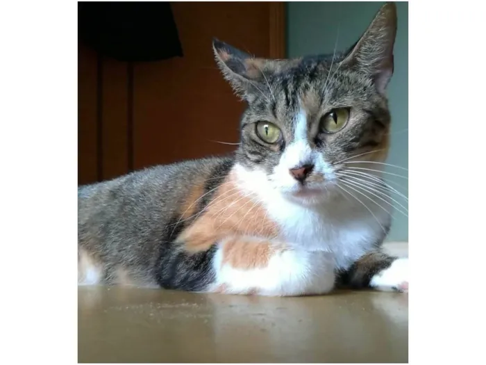 Gato ra a SRD-ViraLata idade 1 ano nome Tynna