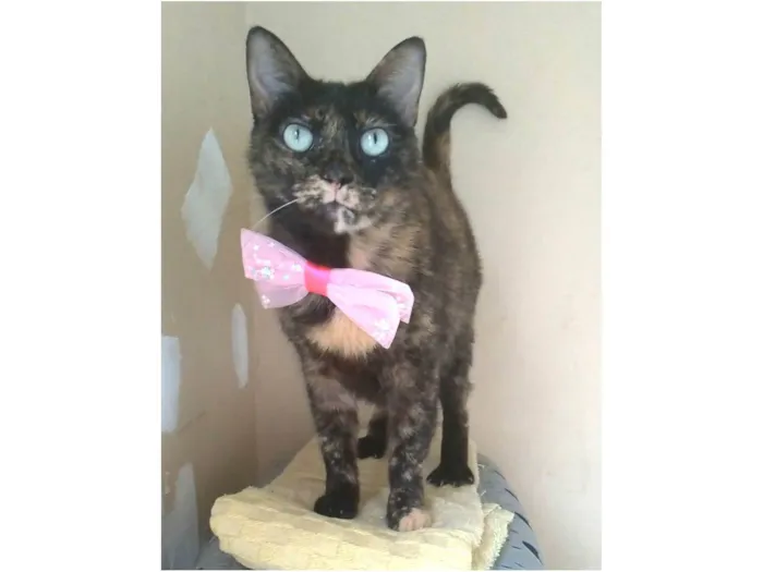 Gato ra a SRD-ViraLata idade 2 anos nome Vitória 