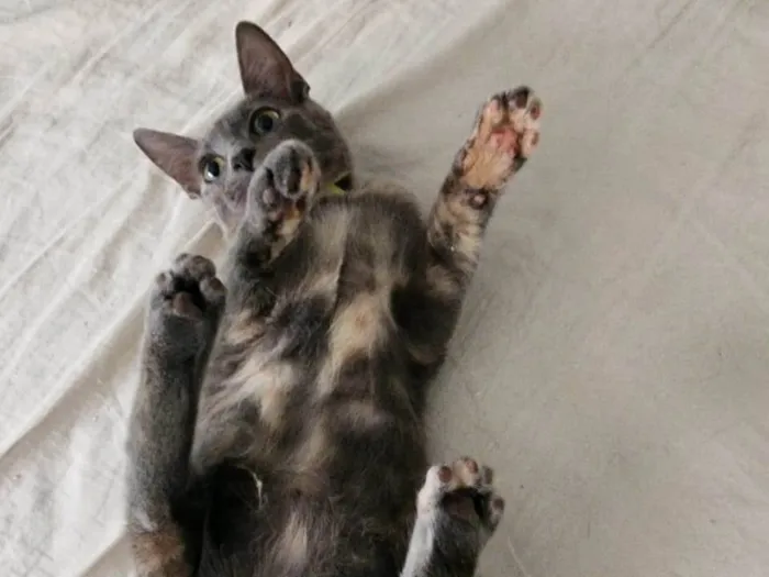 Gato ra a SRD idade 2 a 6 meses nome Gaia