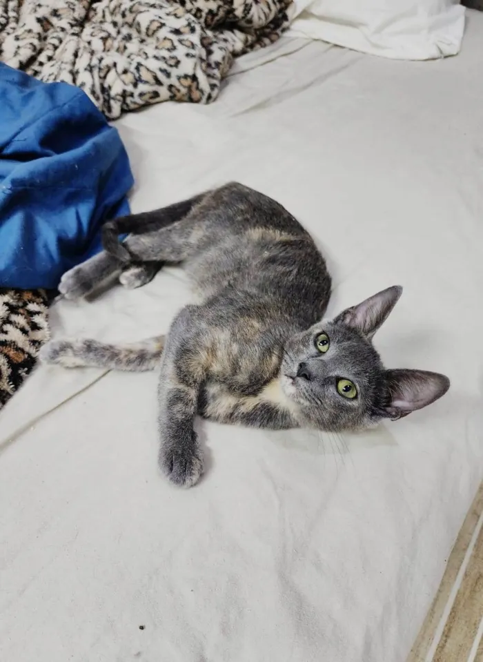 Gato ra a SRD idade 2 a 6 meses nome Gaia