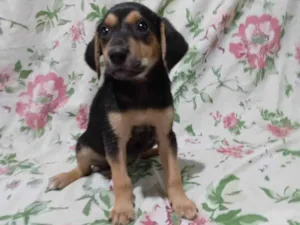 Cachorro raça SRD-ViraLata idade 2 a 6 meses nome Tiquinhos