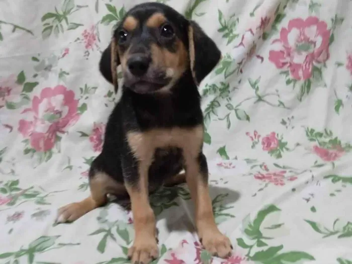 Cachorro ra a SRD-ViraLata idade 2 a 6 meses nome Tiquinhos