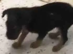 Cachorro raça SRD  idade Abaixo de 2 meses nome Filhotinho